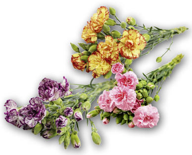 Garofani a fiore multiplo Fairtrade FAIRTRADE MAX HAVELAAR(R)