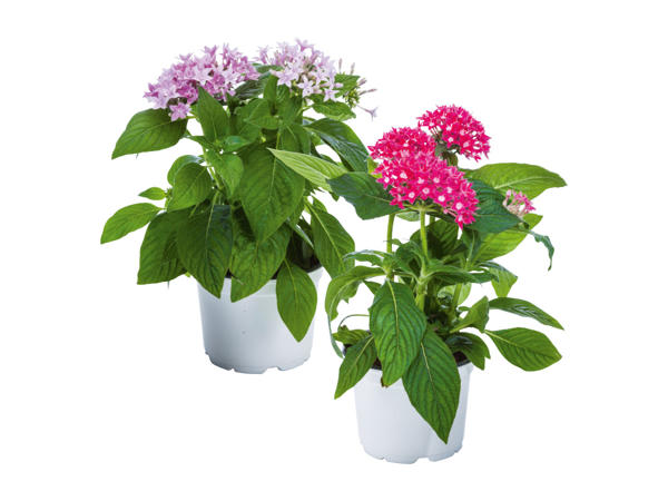 Pentas lanceolata