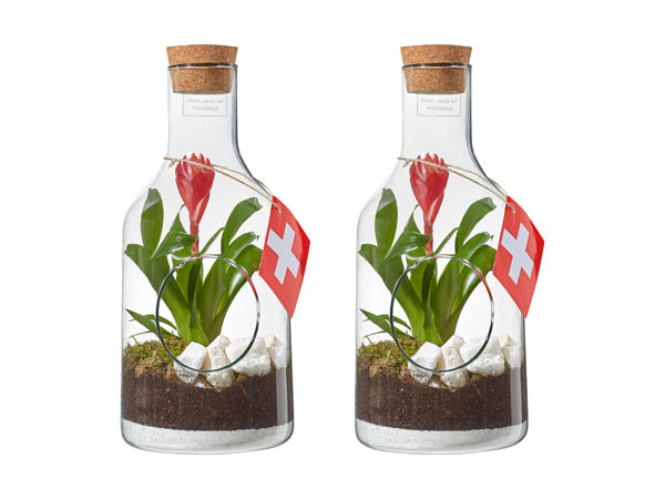Broméliacée dans un verre pour le 1er août