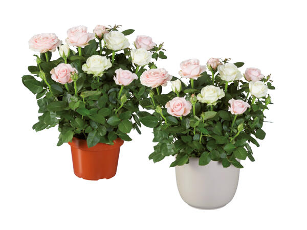 Rosor premium