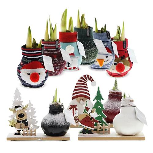Amaryllis XMAS