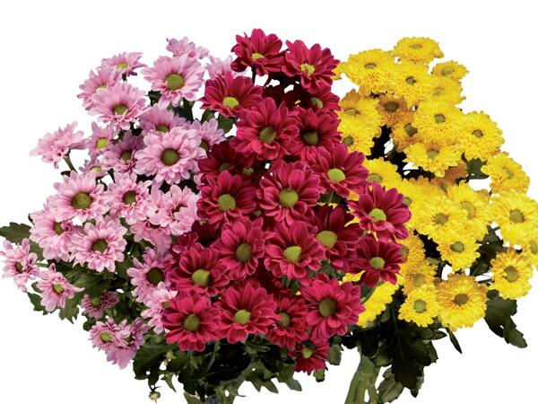 Chrysanthemum bouquet