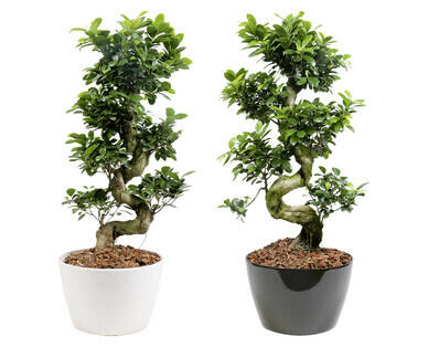 BONSAÏ FICUS MICROCARPA