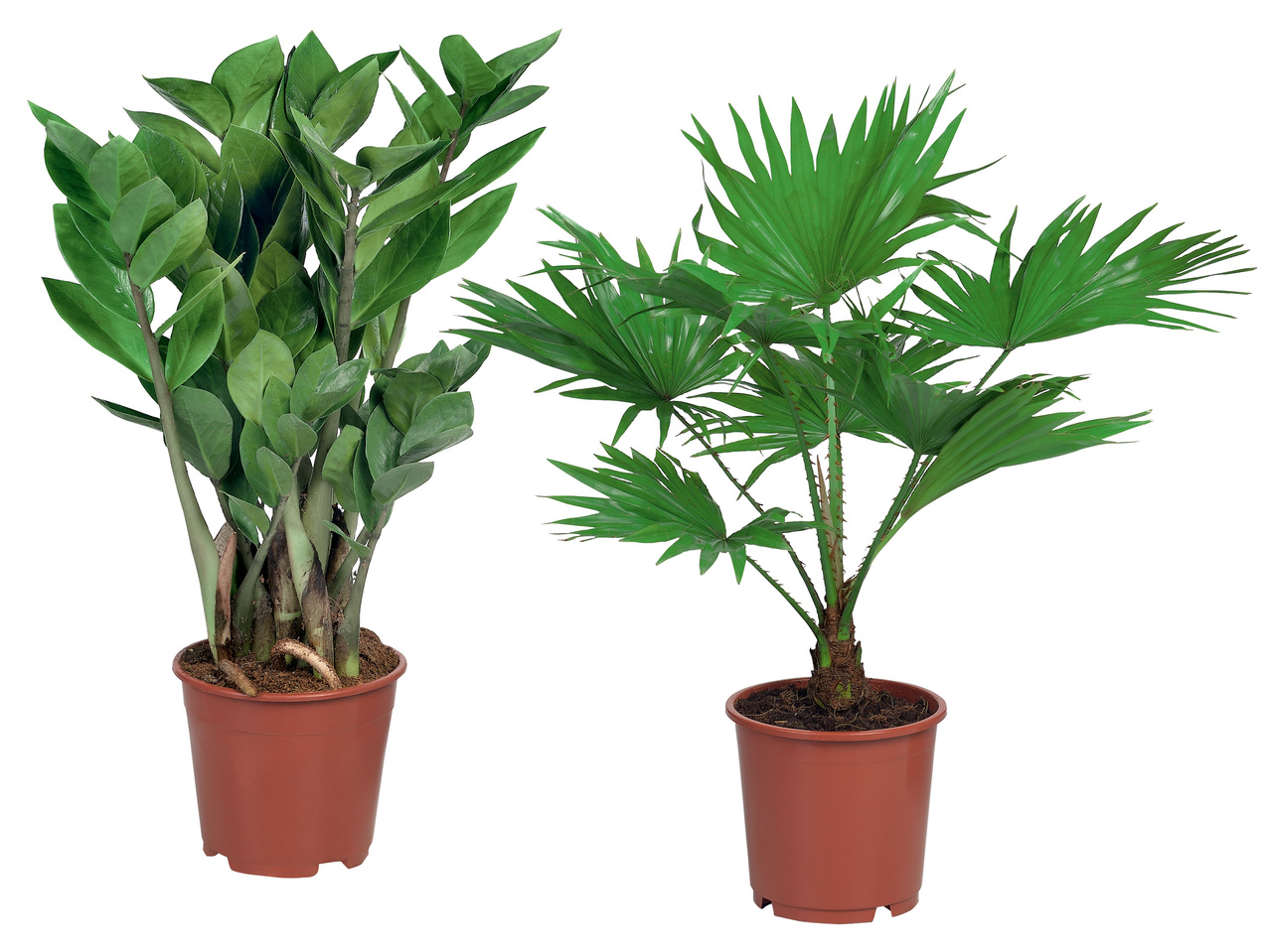 Exlusive Palme
