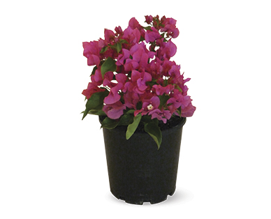 Bougainvillea 180mm