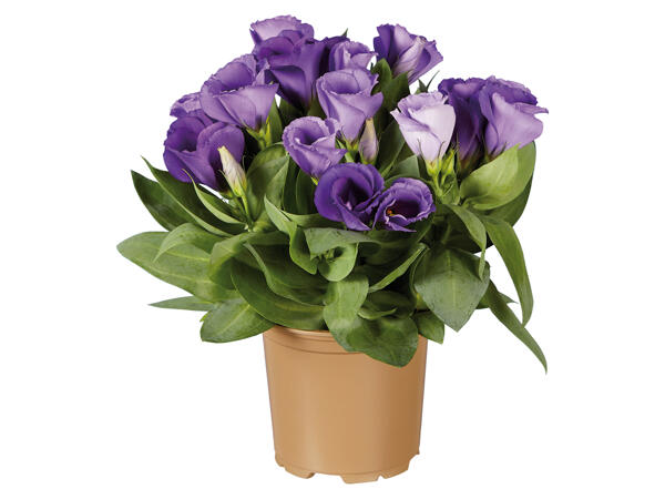 Eustoma