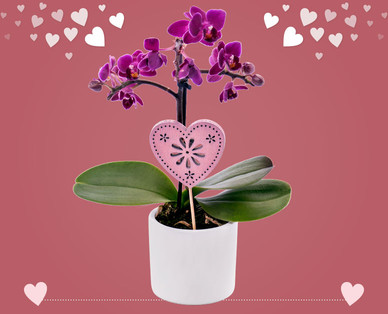 Mini-Orchidee