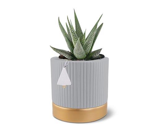 Holly Jolly Succulent