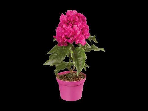 Bougainvillea (Drillingsblume)
