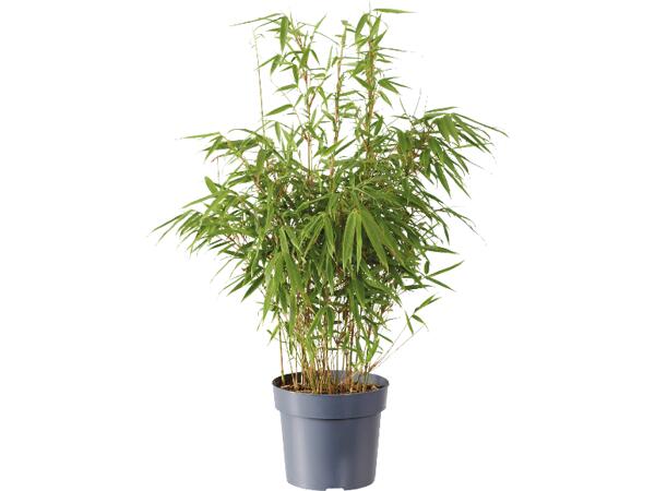 Bergbambu / Trädgårdsbambu