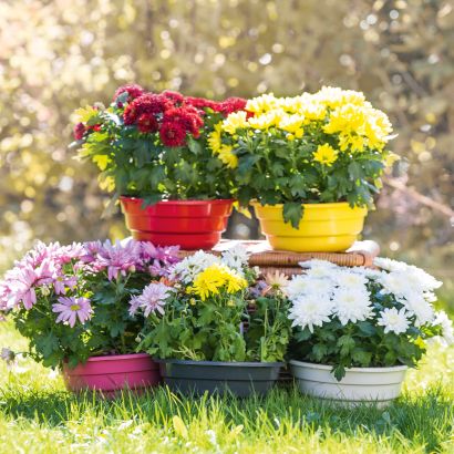 Chrysanthèmes