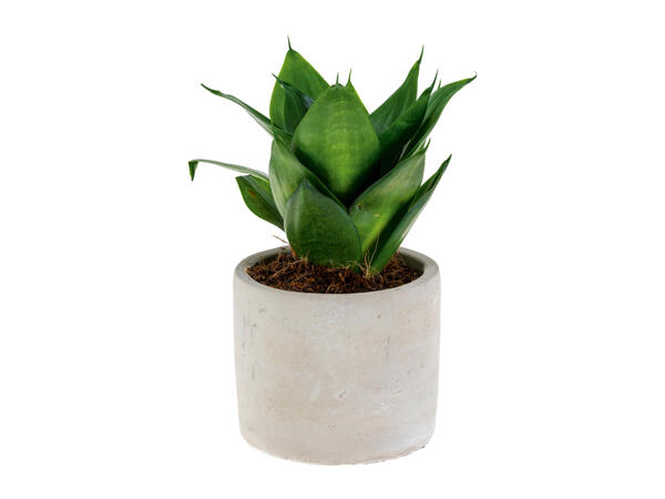 Easy Care Plant