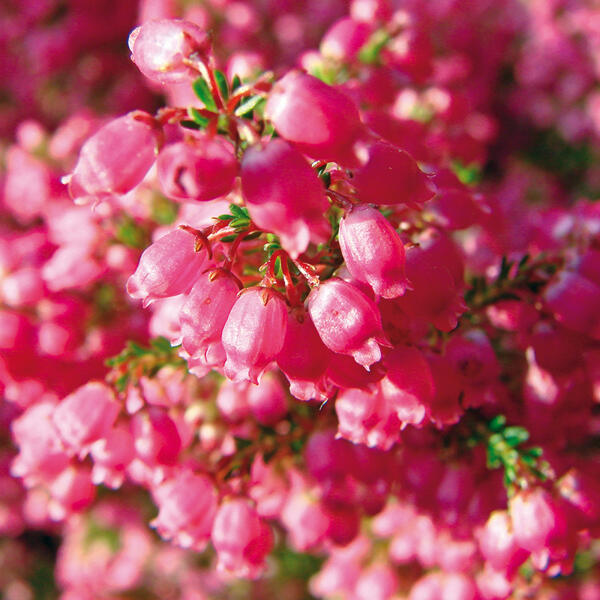 Erica gracilis