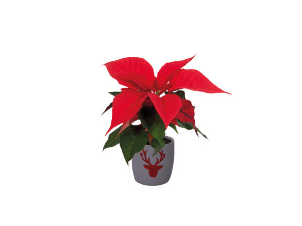Mini Poinsettia with Pot