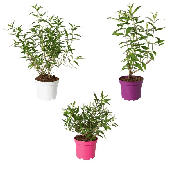 Vlinderstruik