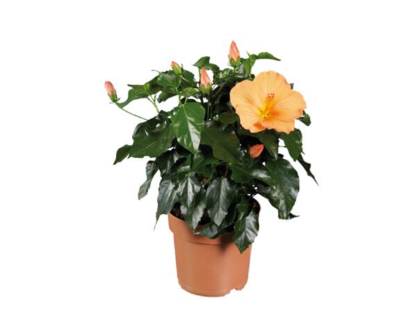 Hibiscus