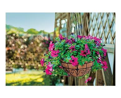 Belavi 
 14" Hanging Basket