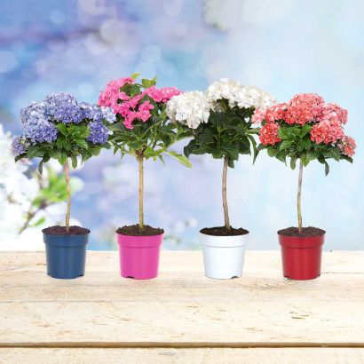 Hortensia