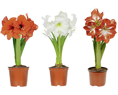 AMARYLLIS