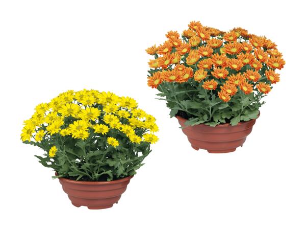 Plante à fleurs dans une coupe XL