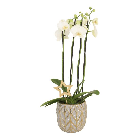 Orchidee