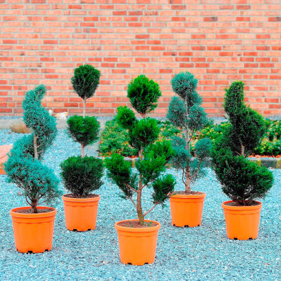 Figurklippede planter