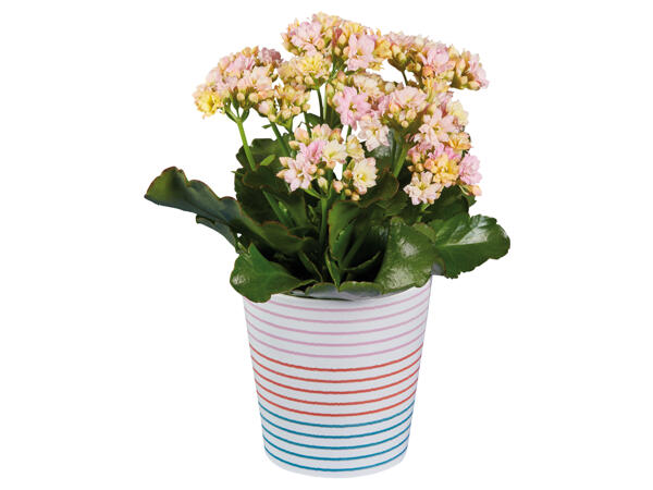 Kalanchoe in Keramik