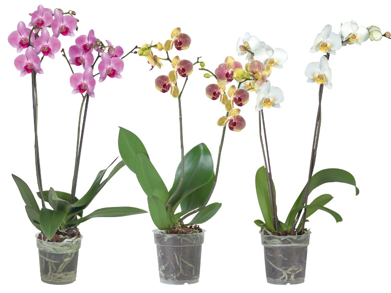 Phalaenopsis 2-Trieber
