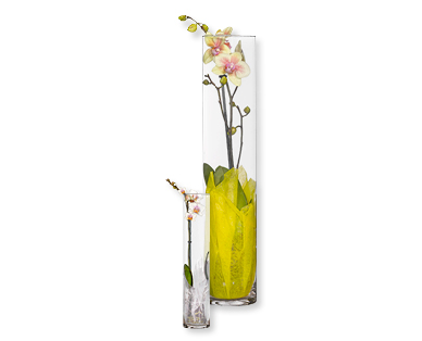 Orchidées dans un pot en verre