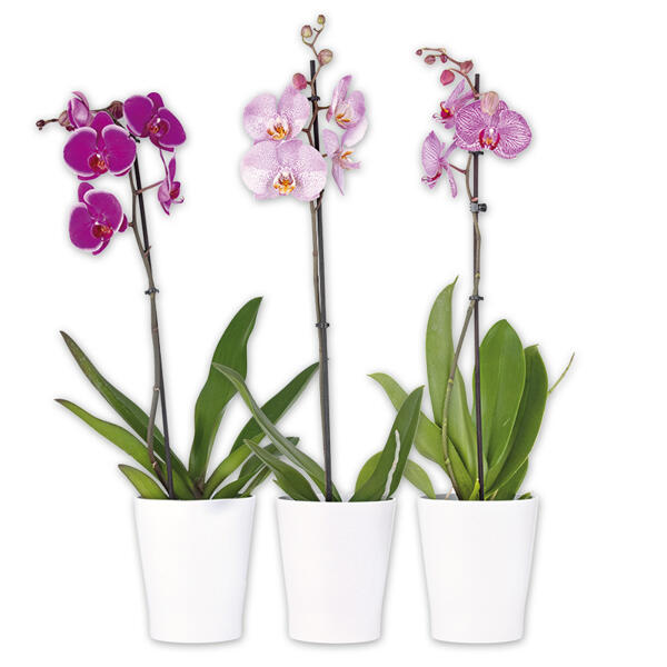 Orchidee Phalaenopsis