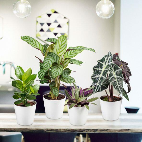 Grøn plante