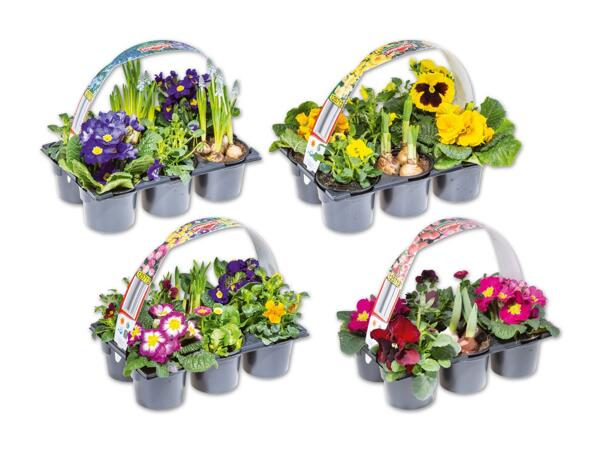 Frühlingsmix 6er Tray