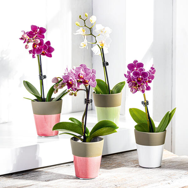 Mini Orchidee "Phalaenopsis"