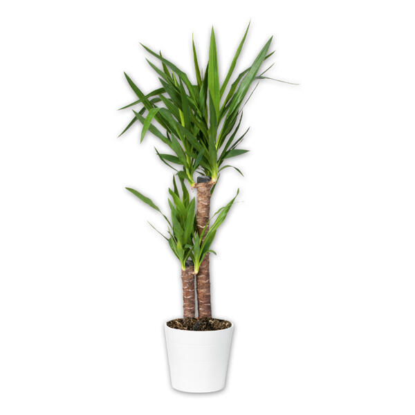 Grünpflanze XL