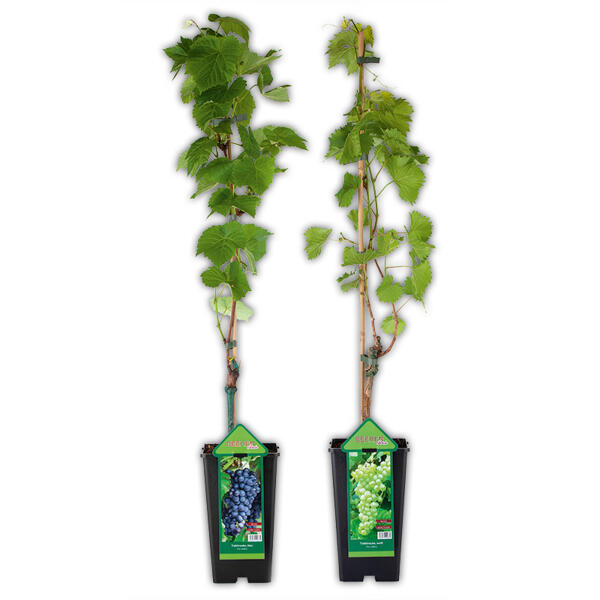 Veredelte kernarme Vitis Vinifera Tafeltrauben