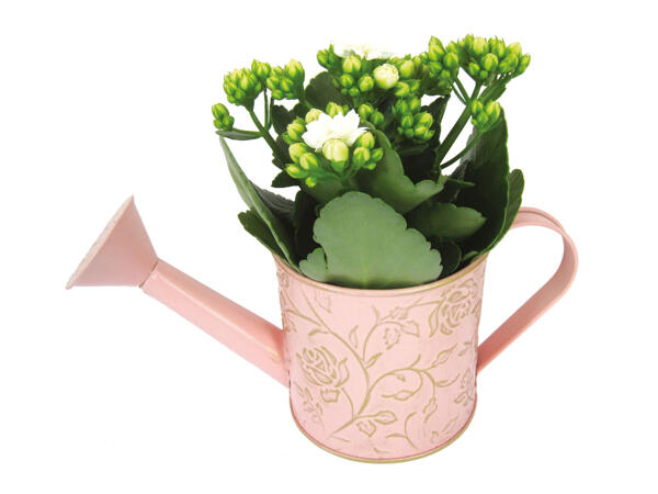 Kalanchoe Watering Can