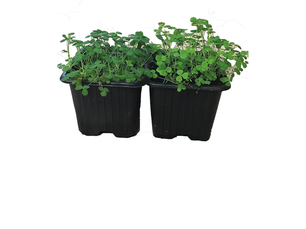 Fresh Irish Shamrock