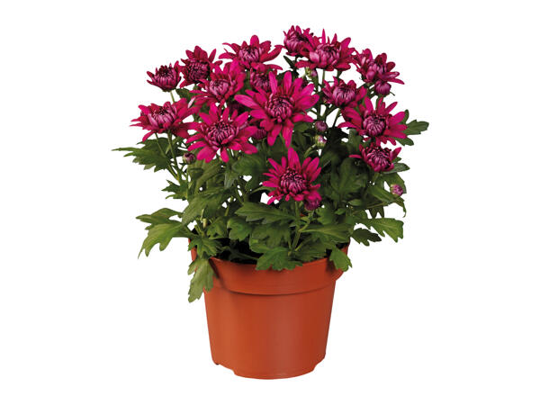 Chrysanthemum Multiflora