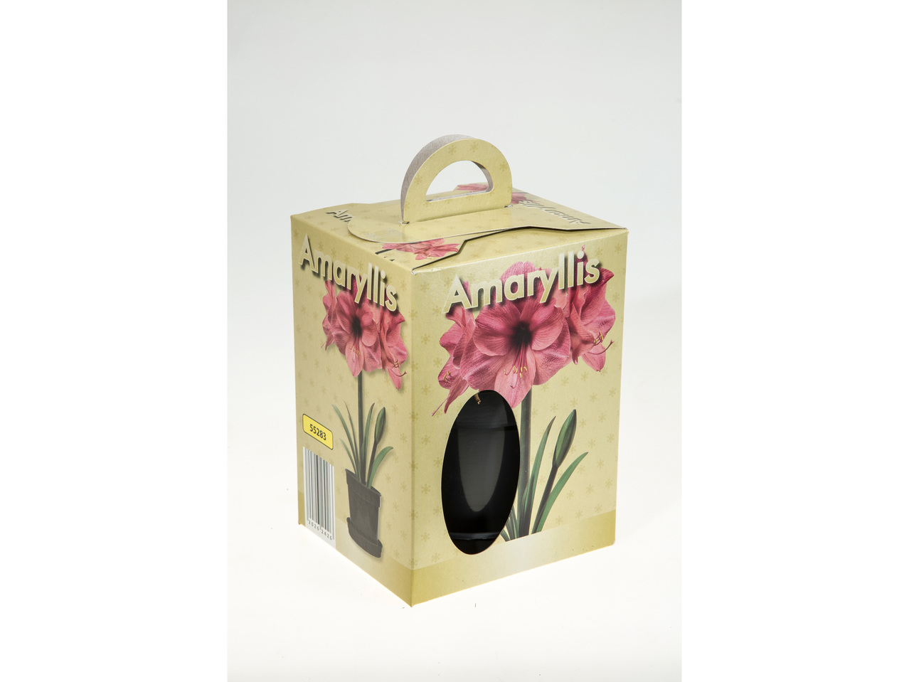 Amaryllis