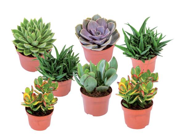 Succulents