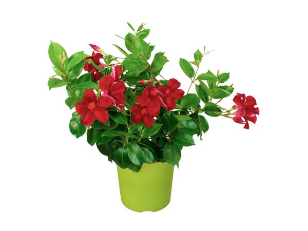 Dipladenia