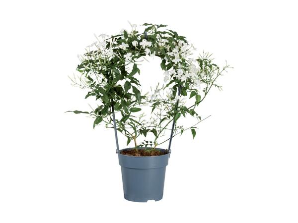 Jasmin Duo