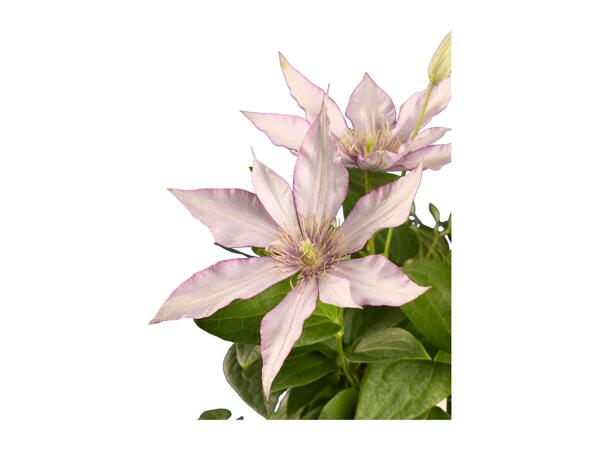 Climbers & Clematis