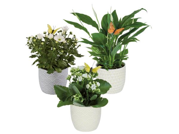 Flowering Plants