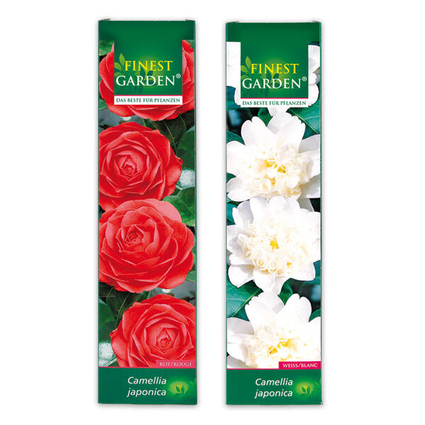 Blühende Gartenraritäten