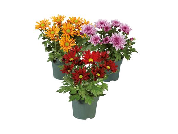 Krysantemum