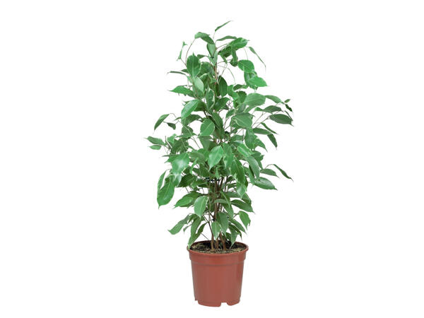 Assortiment de plantes vertes
