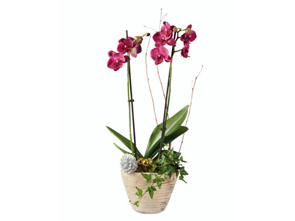 Orchidée dans un pot en céramique avec décoration de Noël