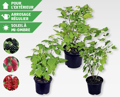 Arbustes fruitiers