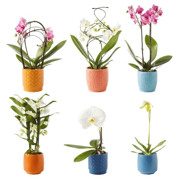 Orchidee
